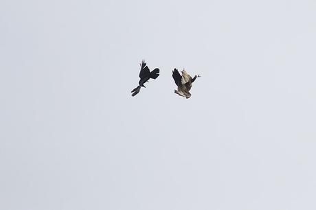 Buzzard and Crow tumbling Together