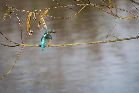 Male Kingfisher perched over the River Ouse in Milton Keynes