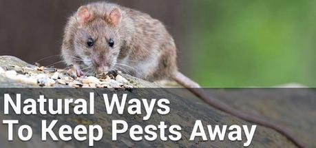 natural ways to keep pests away