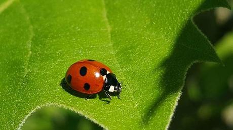 lady beetle organic pest control