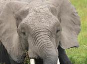 DAILY PHOTO: Young Tusker Marsh