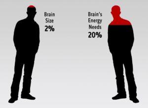 How much energy does the brain use?