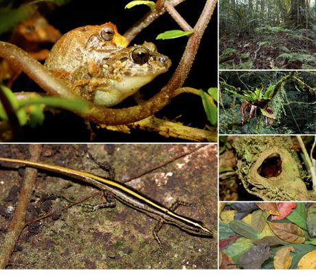 Microclimates: thermal shields against global warming for small herps