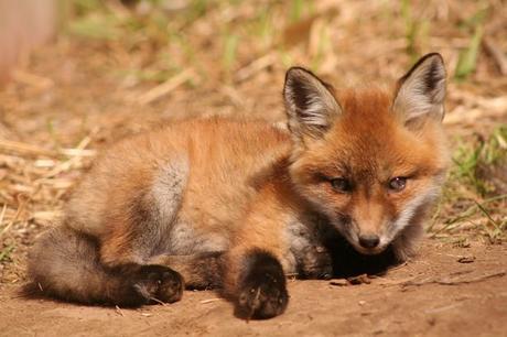 One cute baby fox