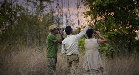 Safari in India: Meet the Royal Bengal Tiger