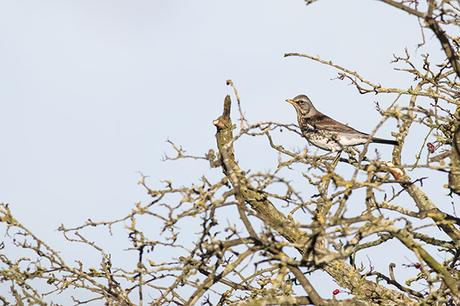 Fieldfare - Winter thrush at the top of some branches