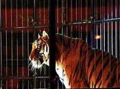 Circus Tiger Shot Dead Escape Cruelty Game Hunting