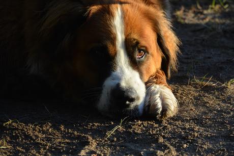 Paws For Reaction Saint Bernese Photo by Stacey McIntyre-Gonzalez 