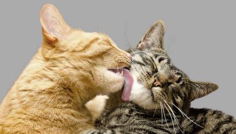 Why Is It Important That Your Cats Groom Each Other?