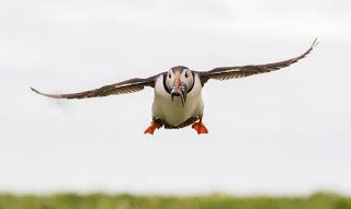 [Press release] First steps taken to tackle puffin decline