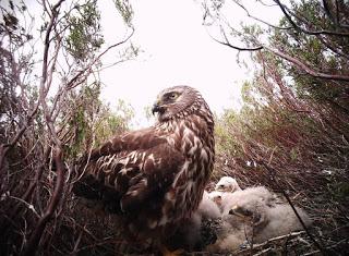 [Press release] Project sees highest number of fledged hen harriers