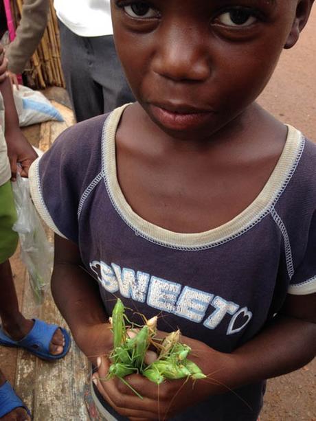 boy holding nsenene grasshoppers 