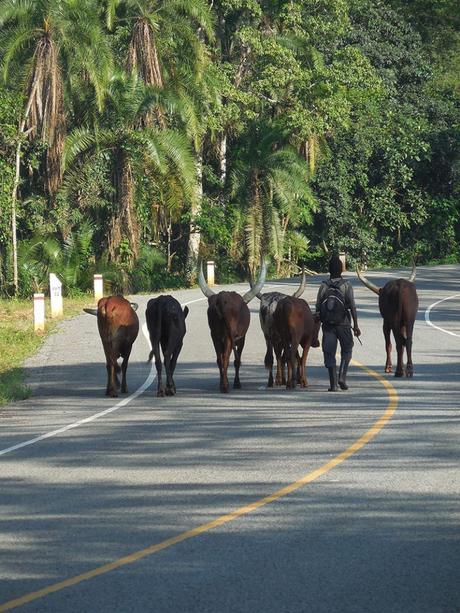 new road through Kibale Forest. walking cows