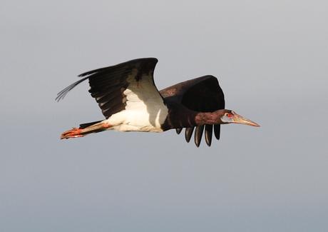 Abdim’s Stork in flight, Tanzania. PHOTO Jonathan Rossouw