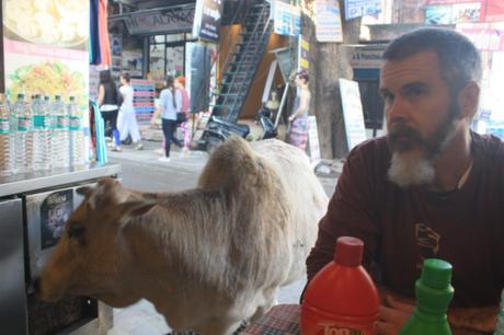 DAILY PHOTO: Bovines of Rishikesh