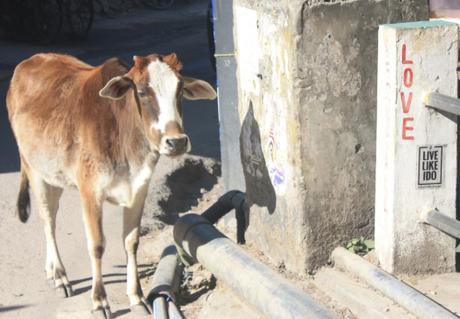 DAILY PHOTO: Bovines of Rishikesh