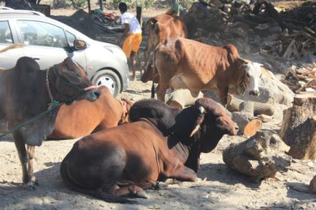 DAILY PHOTO: Bovines of Rishikesh