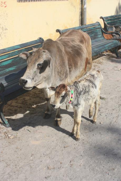 DAILY PHOTO: Bovines of Rishikesh