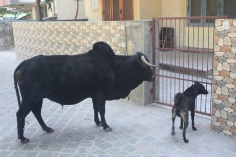 DAILY PHOTO: Bovines of Rishikesh