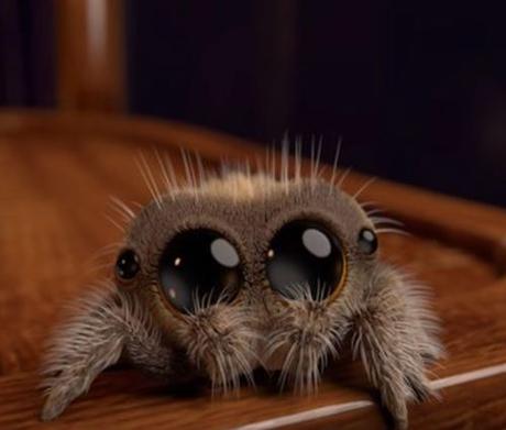 Open Post: Hosted By Lucas, The World’s First “Cute” Spider