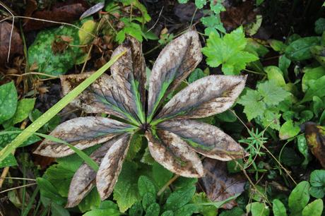 Fading Beauty and Hellebore Leaves