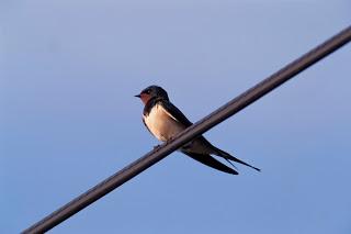 Report reveals the effect of a changing climate on the UK’s birds