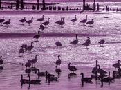 with Bang, Rainbow Ducks Departing Hyperobject