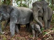 Elephants Indonesia