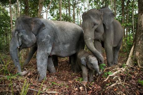 Elephants in Indonesia