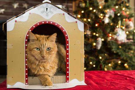 [Video] #10 – How to make A DIY Christmas Tree Cat House