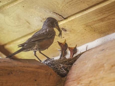 Re-feather Your Empty Nest