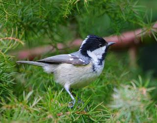 Biggest-ever influx of one of our smallest garden birds