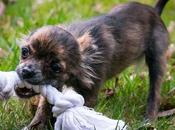 Training Tips That Work Well Smart Dogs