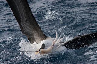 Don’t let this be the last post for albatross