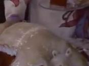 Armadillo Cake From “Steel Magnolias” November’s Slut Month!