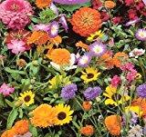 Image: Hirts Wildflower Seeds - 1000+ Low Growing - Our Wildflower mixes are specially formulated to provide waves of beautiful color and low-maintenance beauty