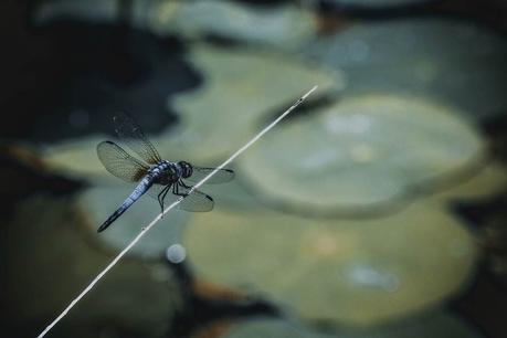 dragonflies are good for your garden