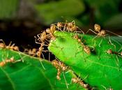 Camping Tips: Best Ants Naturally