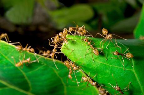 Best ways to get rid of ants when camping