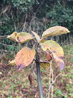 Tree Following December 2017 - the last leaves