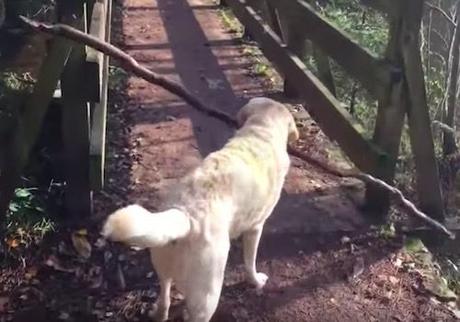 Open Post: Hosted By This Poor Dog Trying To Get A Stick Across A Bridge