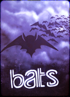 English speaking theatre in Antwerp: meet BATS!