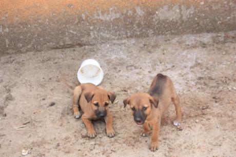 DAILY PHOTO: Puppies of Savandurga