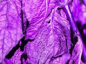 Dead Leaves Rainbow Monday