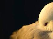 Kittiwake Joins List Birds Facing Risk Global Extinction