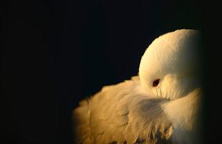 Kittiwake joins the red list of UK birds facing risk of global extinction