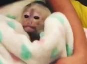 Everybody Calm Down: Chris Brown Bought That Monkey Himself