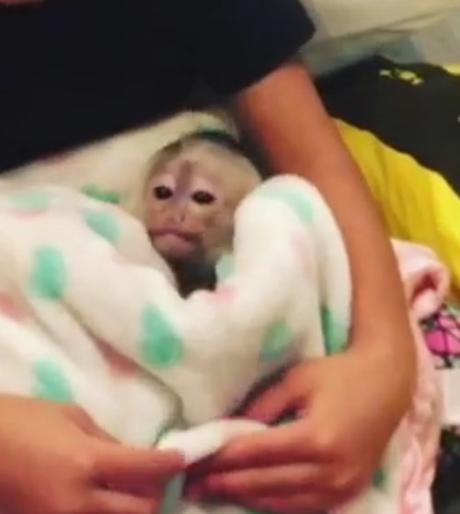 Everybody Calm Down: Chris Brown Bought That Monkey For Himself
