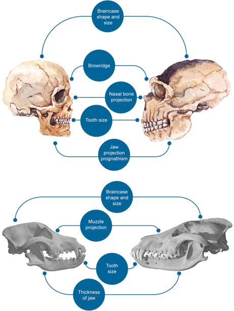 Humans have domesticated themselves