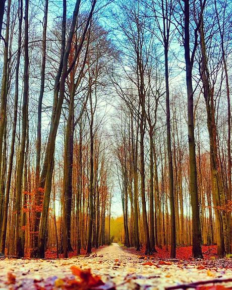 Forest Infinite #benheinephotography #forest #nature #photo #music #melody #foret #photography #path #chemin #trees #arbres